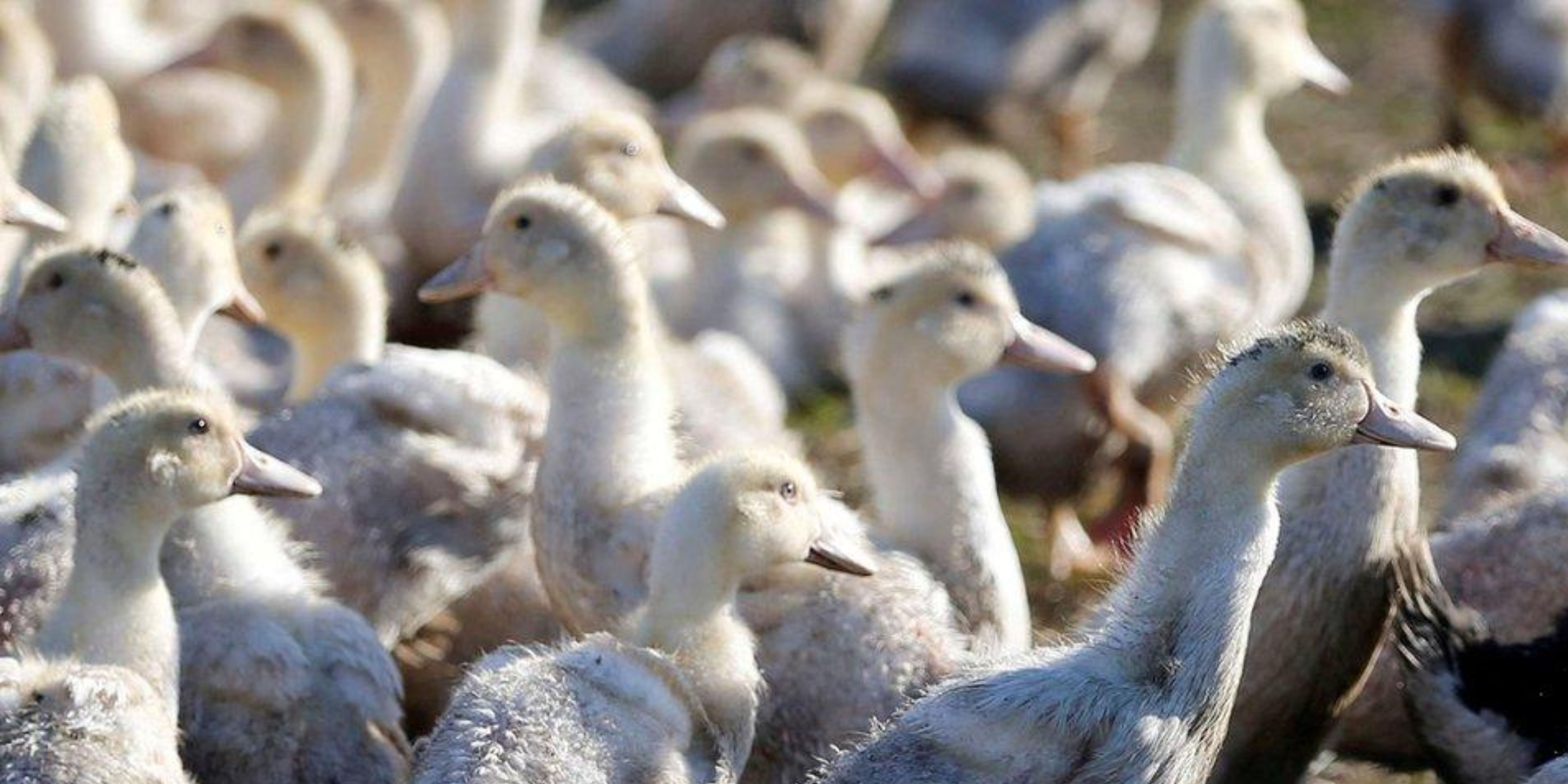 U.S. Reports First Severe Human Case of Bird Flu; California Declares State of Emergency