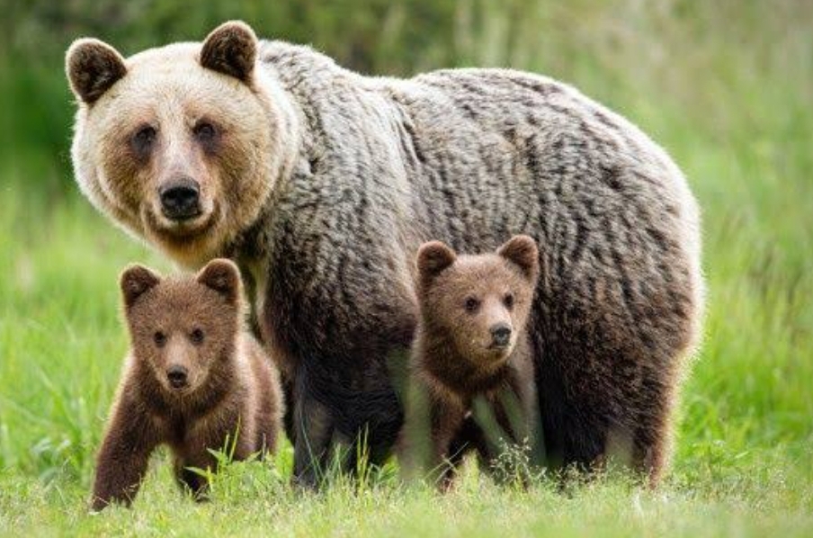 Bear Attack Sparks Panic in Betia Village as Farmers Fear for Safety Amid Growing Wildlife Conflict