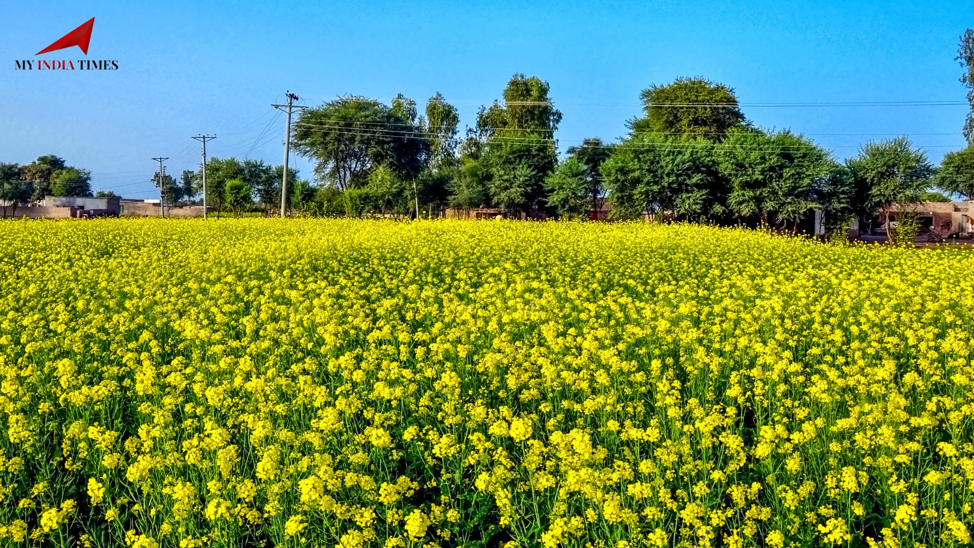 Impact of Rising Temperatures on Crops: A Major Concern for Farmers