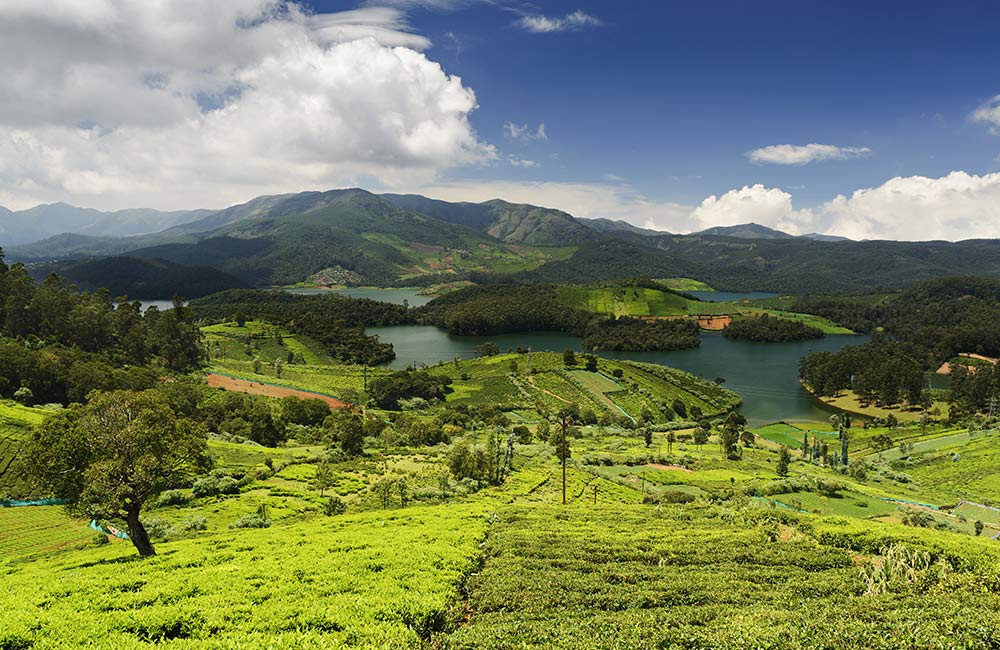 Ooty: A Symphony of Colors and Serenity Amidst Tea Gardens