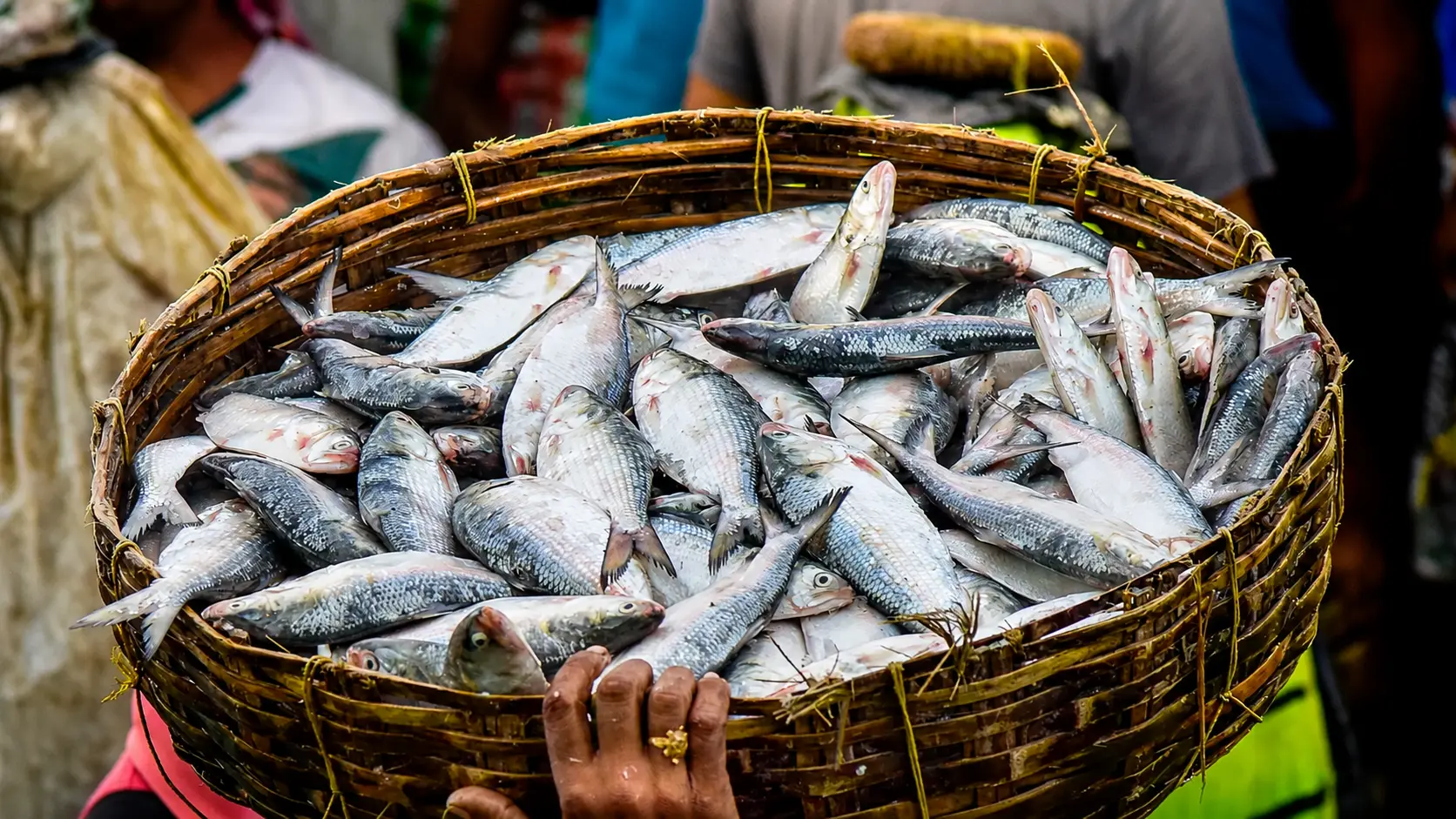 Bihar Fish Warning: Dont Eat, Buy or Sell Unknown Fish Found in Nepal Floodwaters