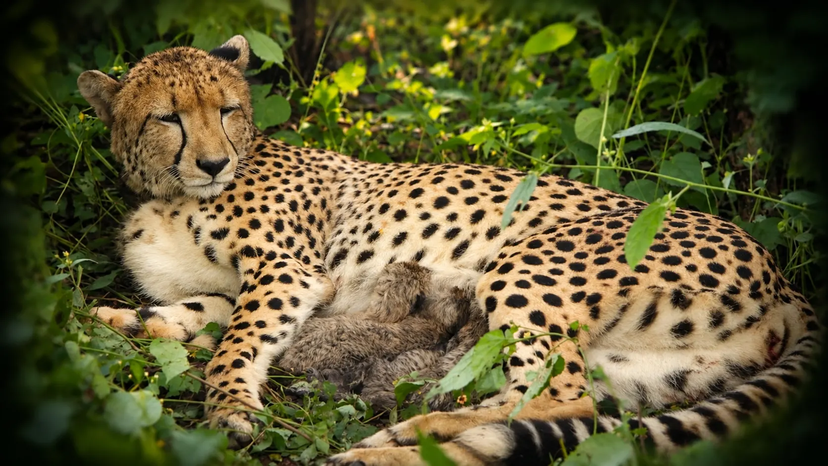 Kuno National Park: India-Born Cheetah KGP12 Gives Birth to Four Cubs, Population Reaches 36