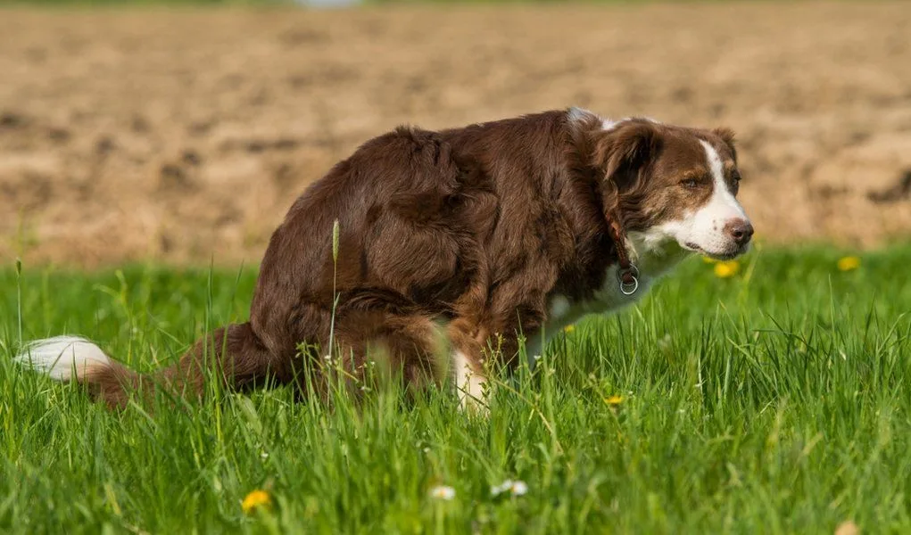 Researchers Find Single-Stage Processing More Economical for Producing Hydrogen and Methane from Dog Waste